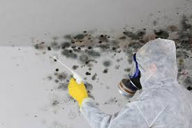 Why You Should Choose Our Mold Remediation Services in Conyers, GA